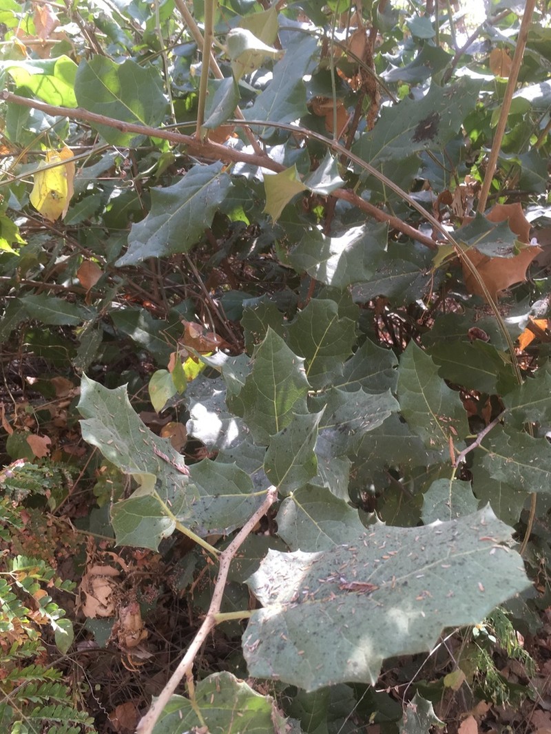 Hyperbaena ilicifolia photo 6