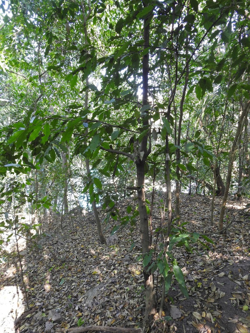 Hyperbaena jalcomulcensis