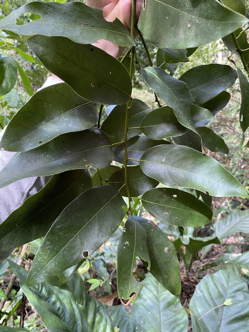 Limestone Snakevine