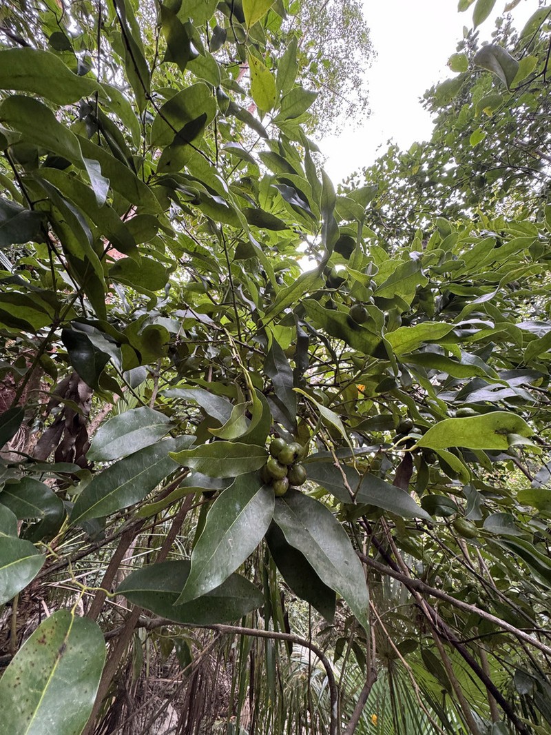 Limestone Snakevine photo 2