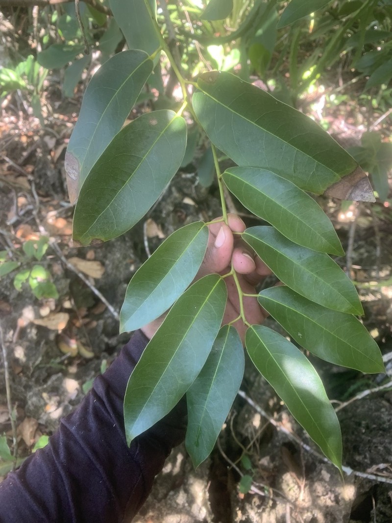 Limestone Snakevine photo 3