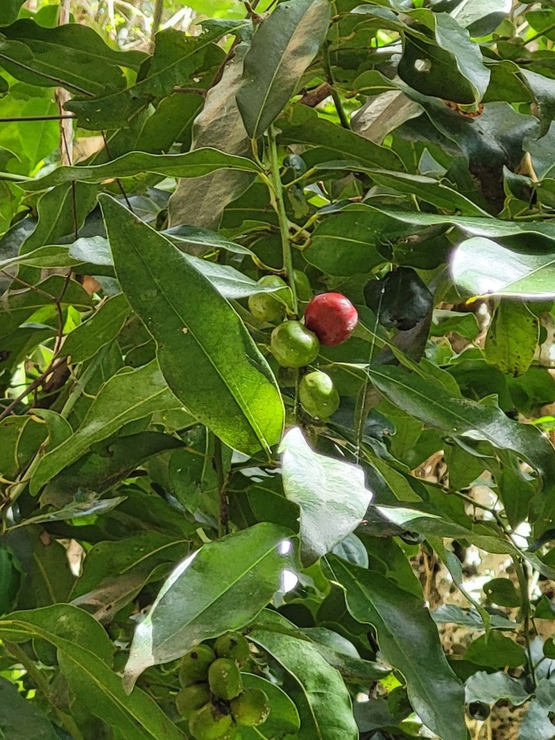 Limestone Snakevine photo 4