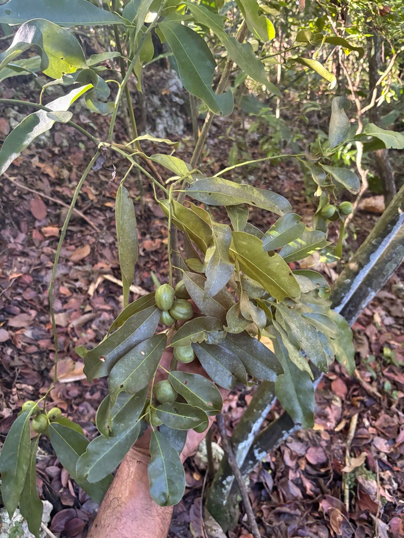 Limestone Snakevine photo 6