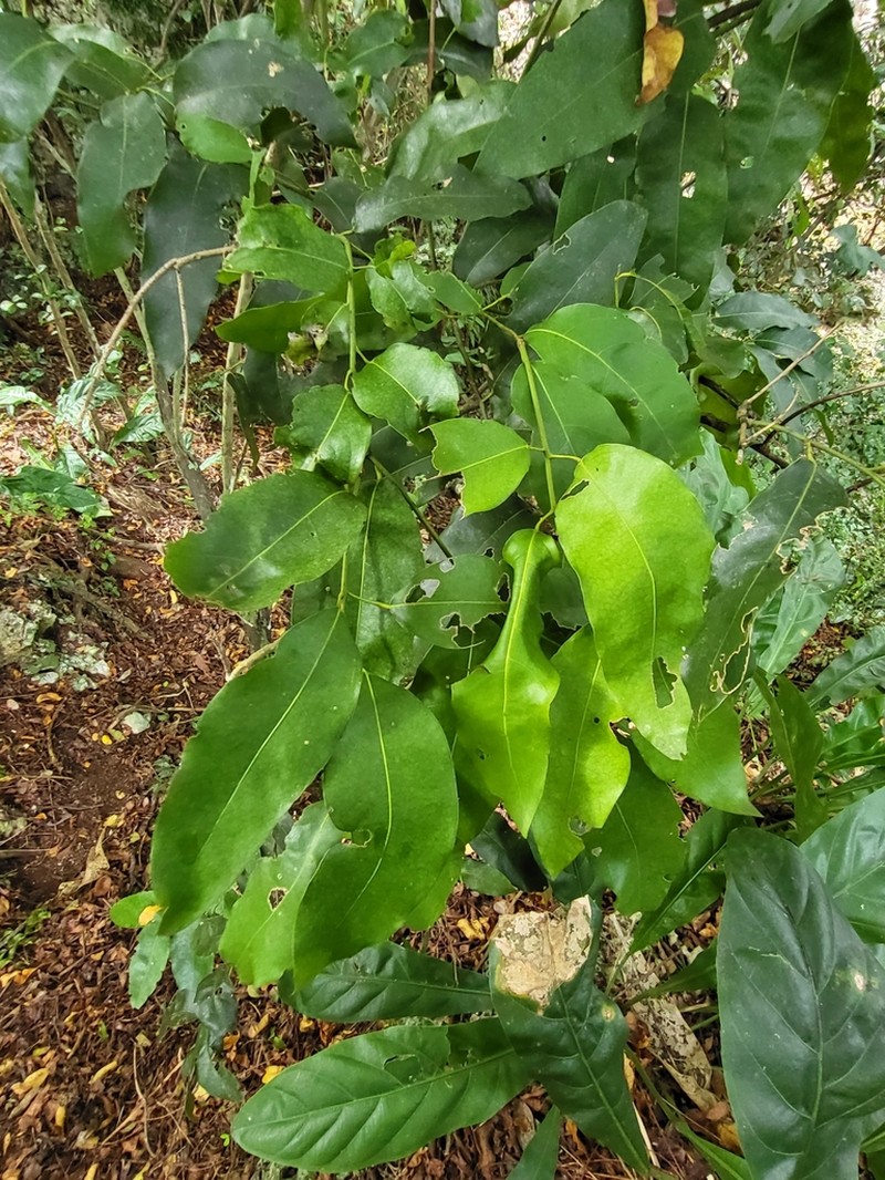 Limestone Snakevine photo 7