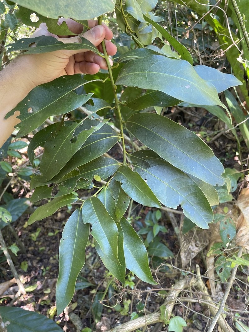 Limestone Snakevine photo 8