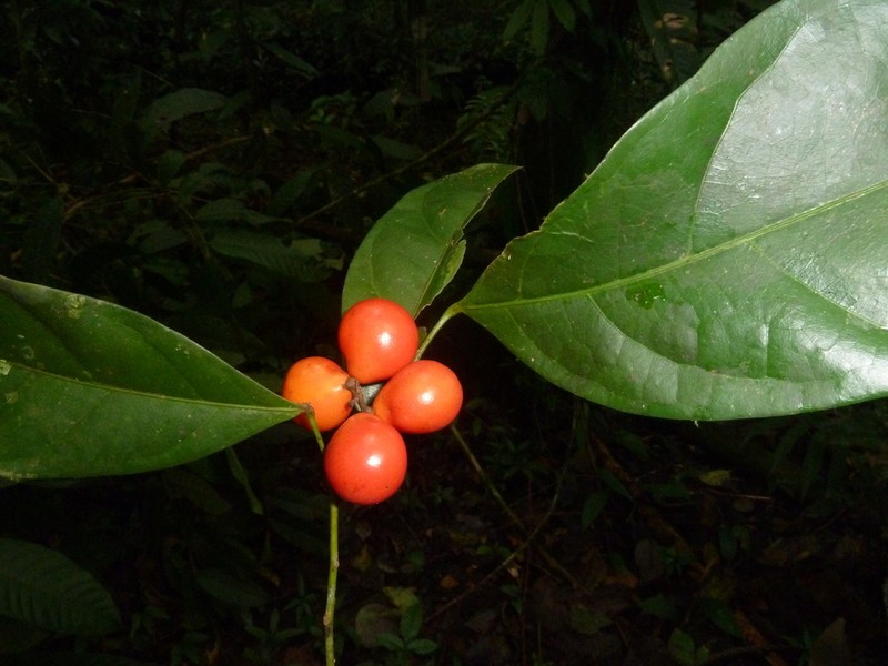 Hyperbaena leptobotryosa photo 2