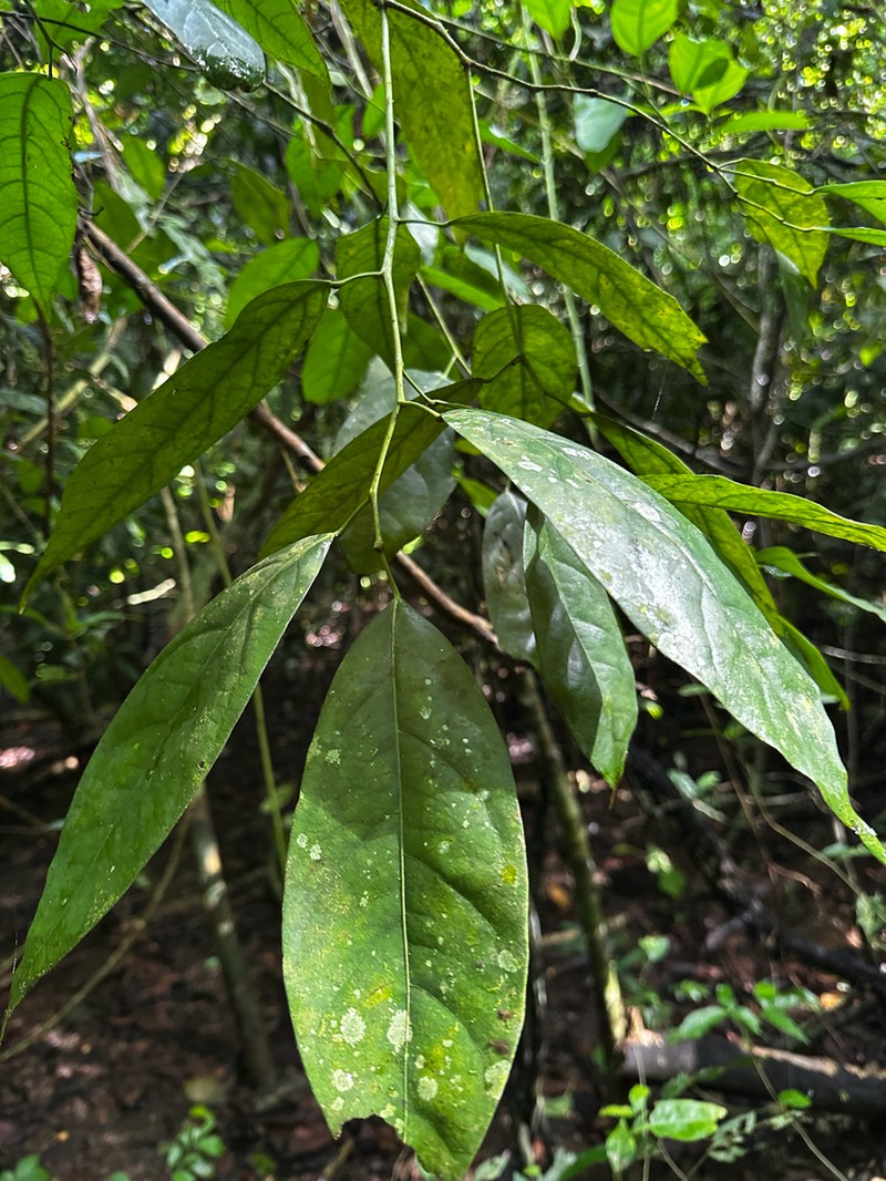 Hyperbaena leptobotryosa photo 3