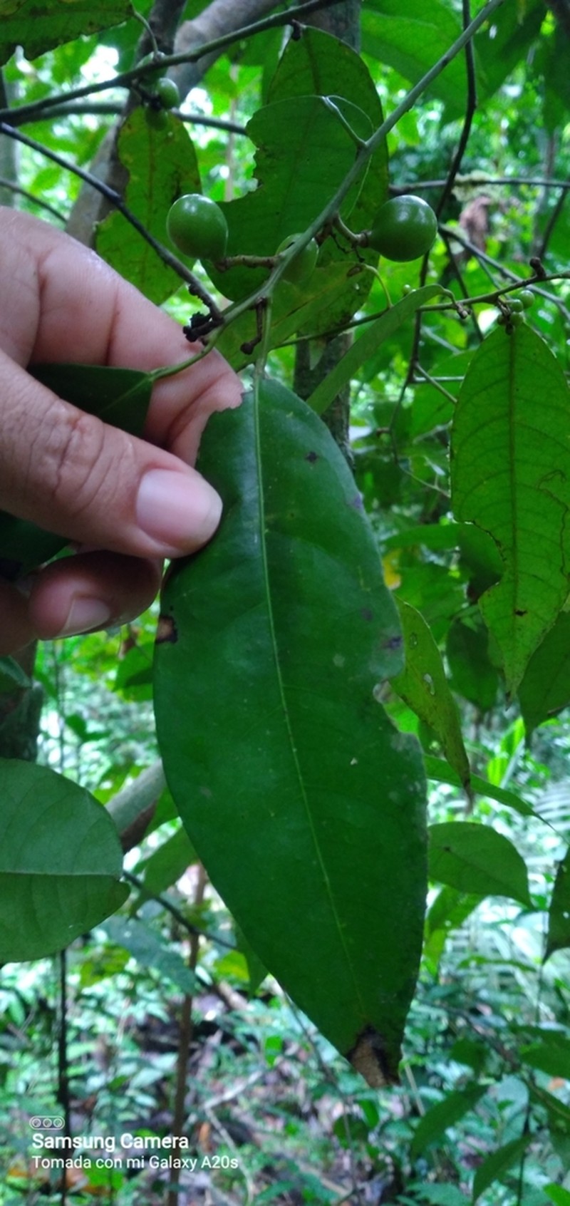 Hyperbaena leptobotryosa photo 4