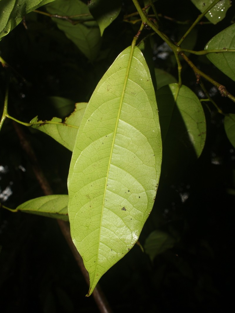 Hyperbaena leptobotryosa photo 5