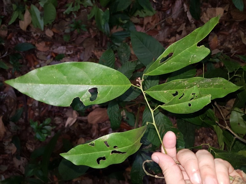 Hyperbaena leptobotryosa photo 6