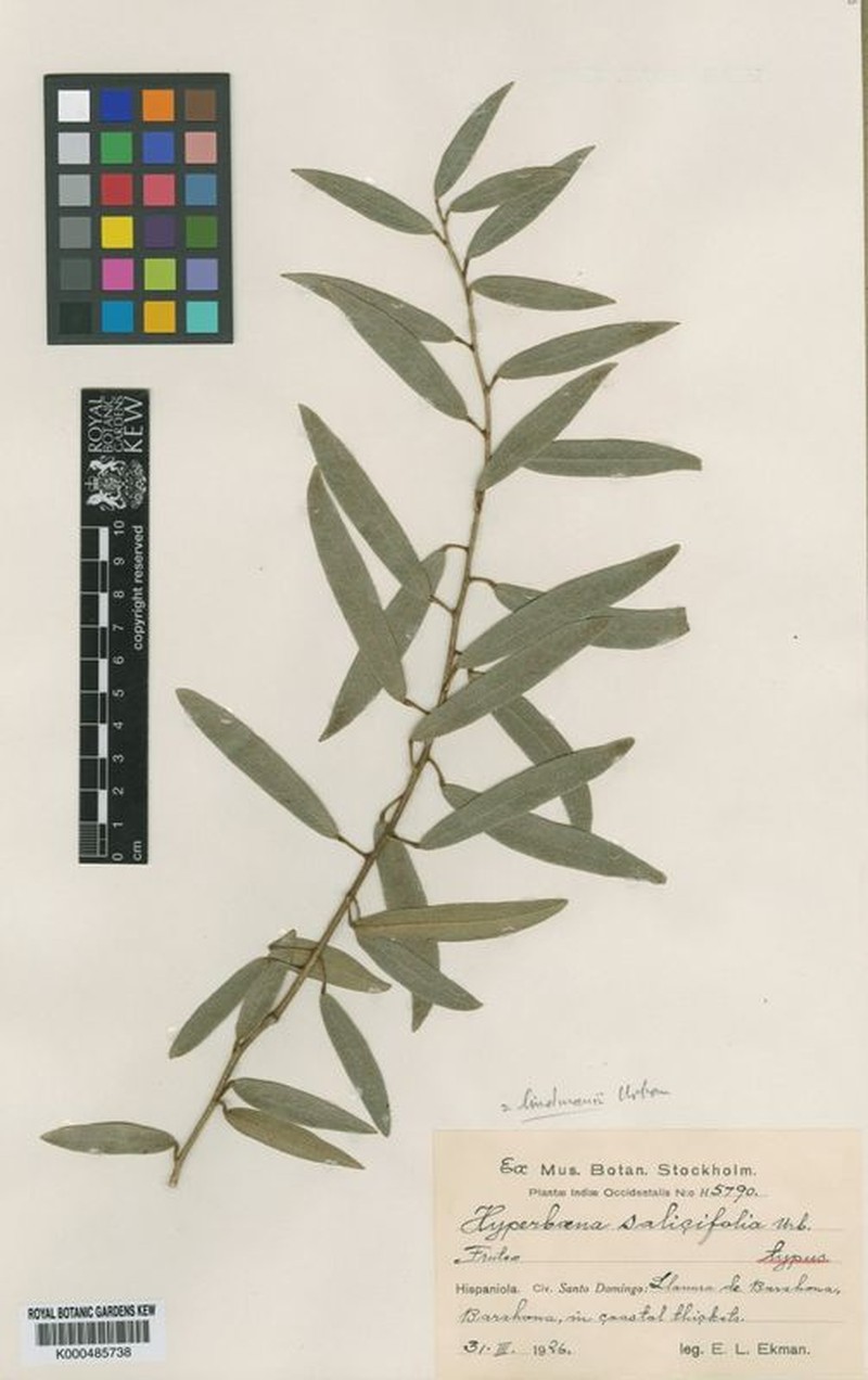 Hyperbaena lindmanii