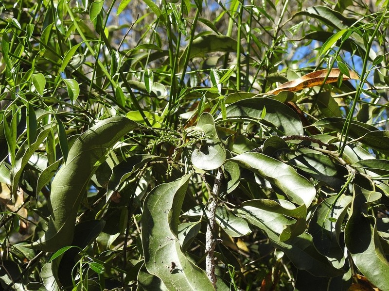 Hyperbaena mexicana