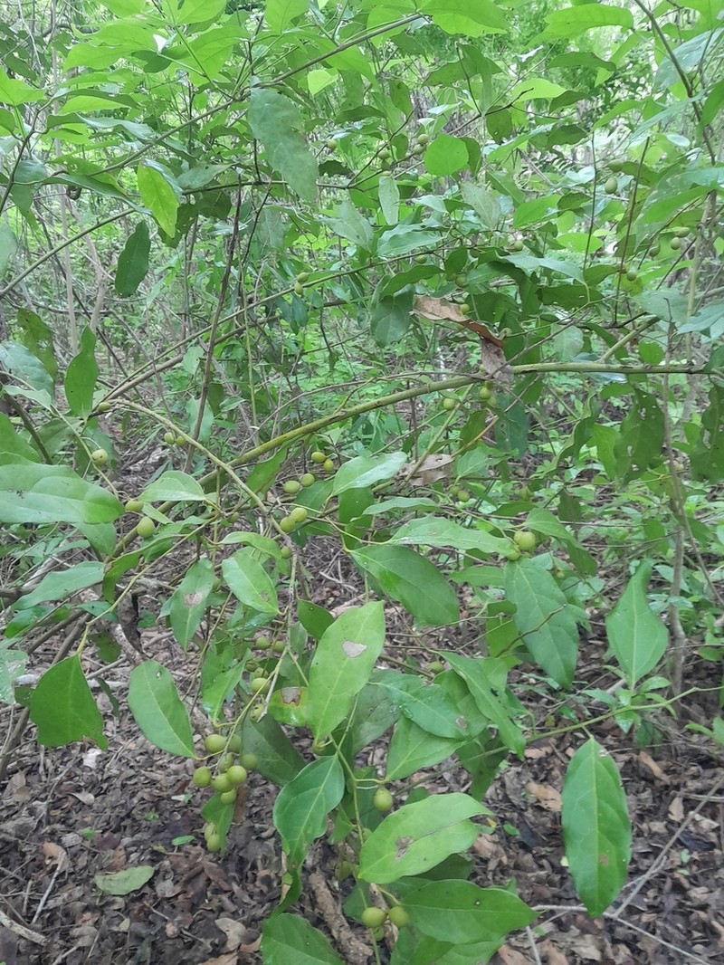 Hyperbaena mexicana photo 2