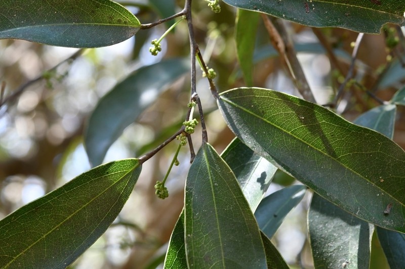 Hyperbaena mexicana photo 4