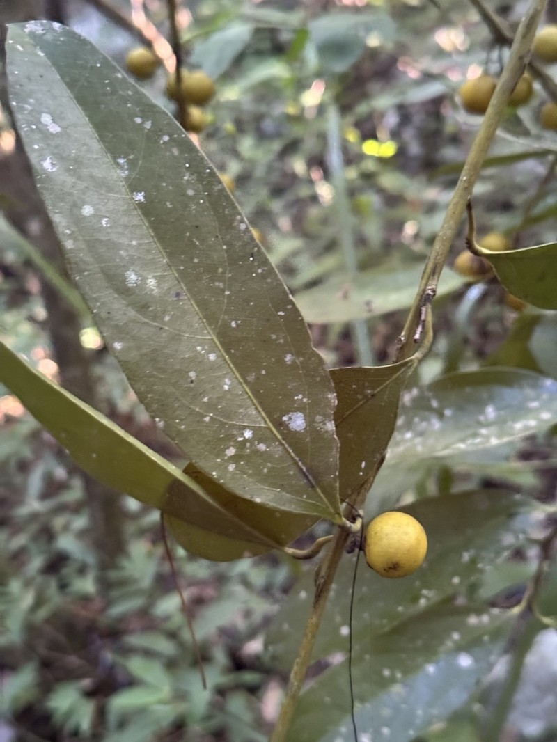 Hyperbaena mexicana photo 5