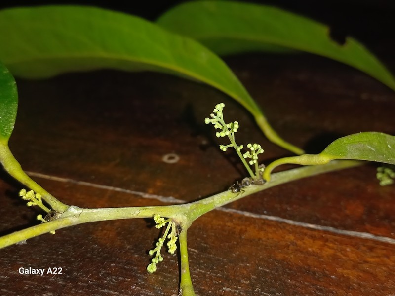 Hyperbaena mexicana photo 7