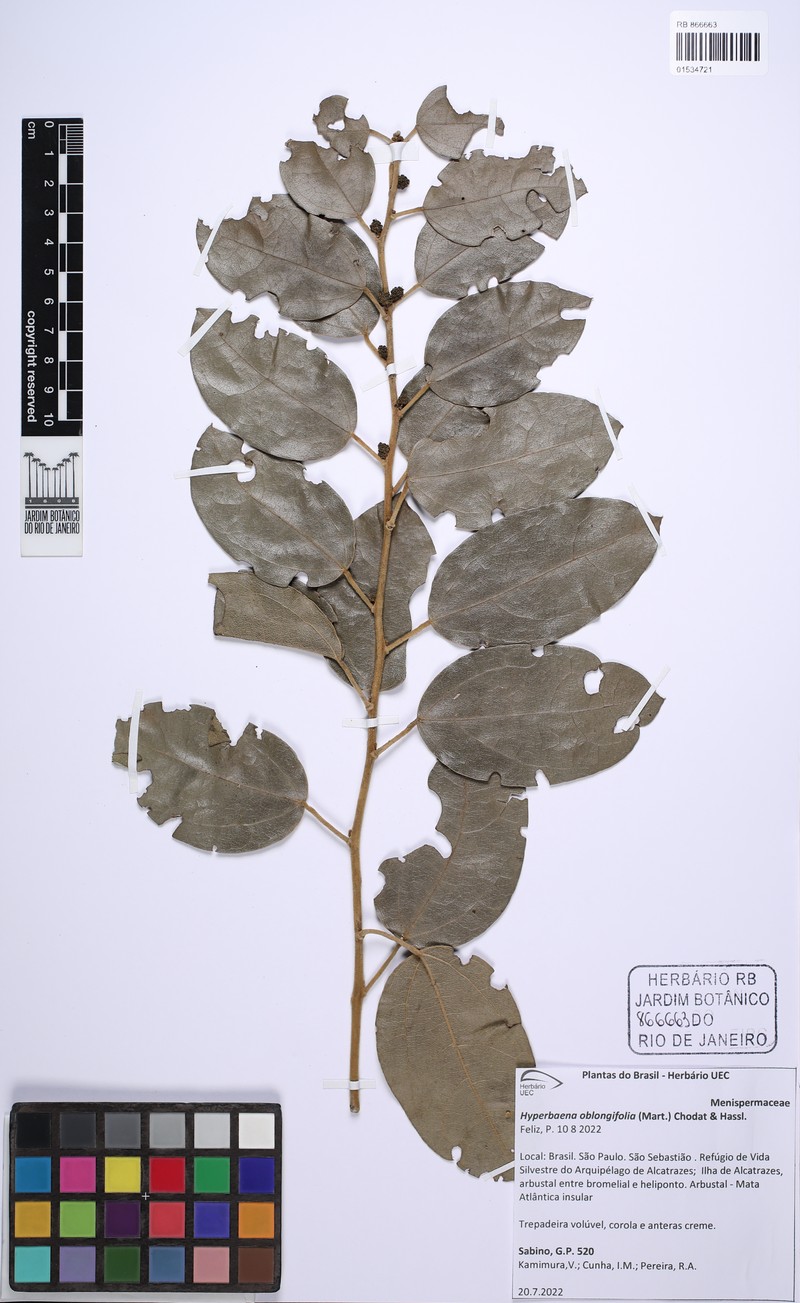 Hyperbaena oblongifolia