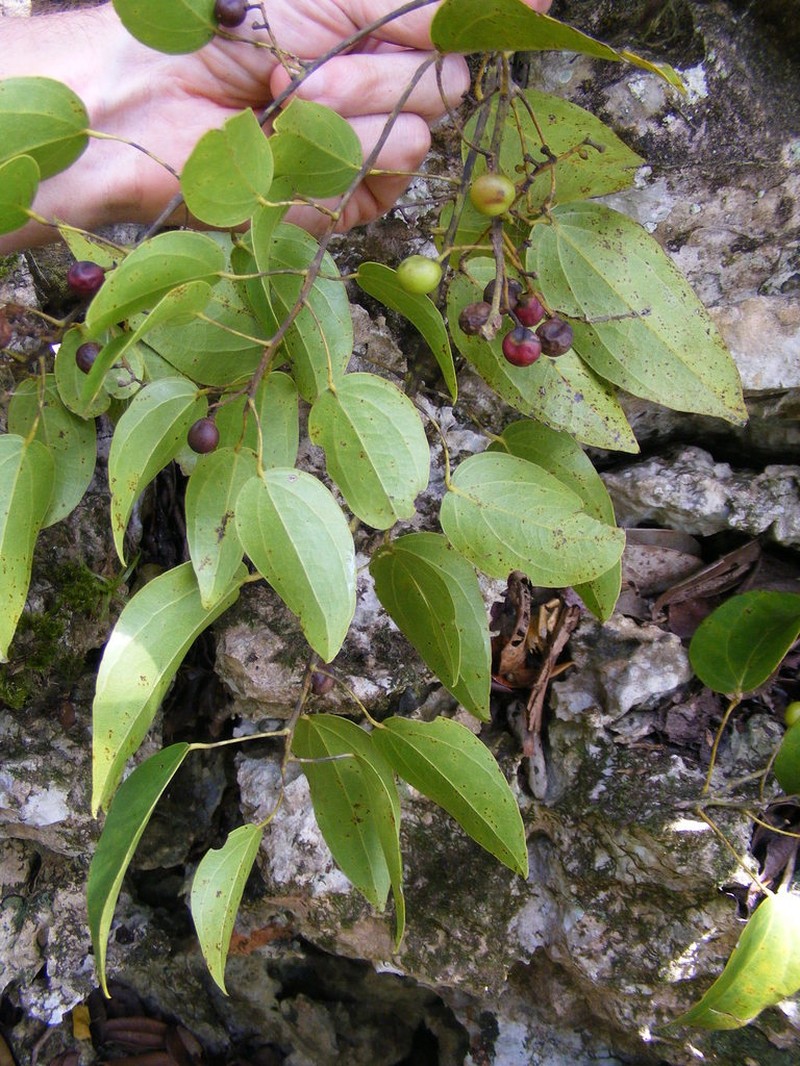 Hyperbaena prioriana photo 2