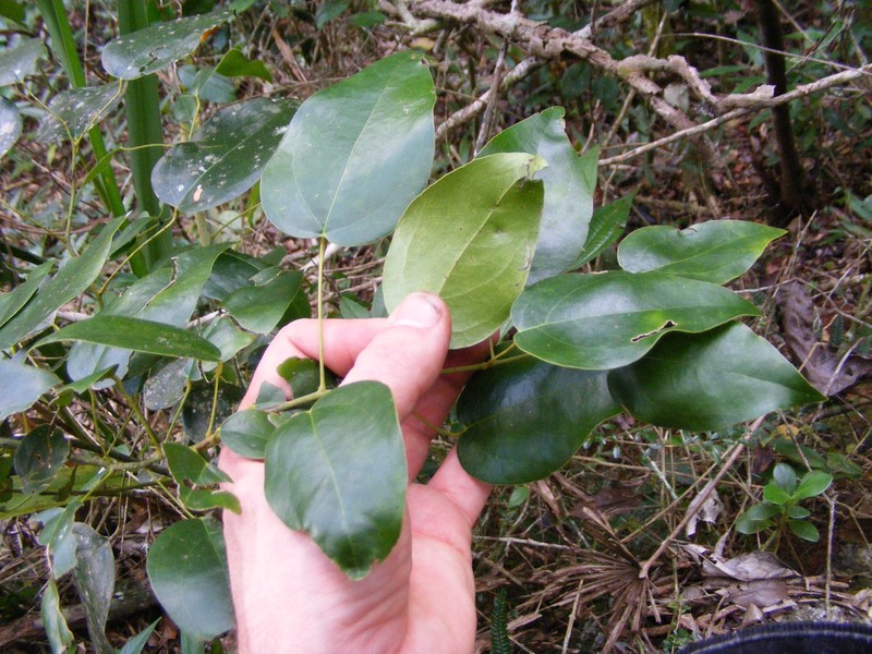Hyperbaena prioriana photo 3