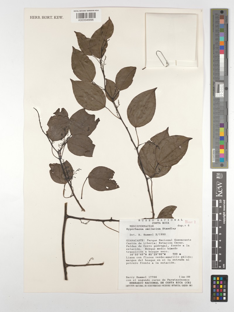 Hyperbaena smilacina photo 2