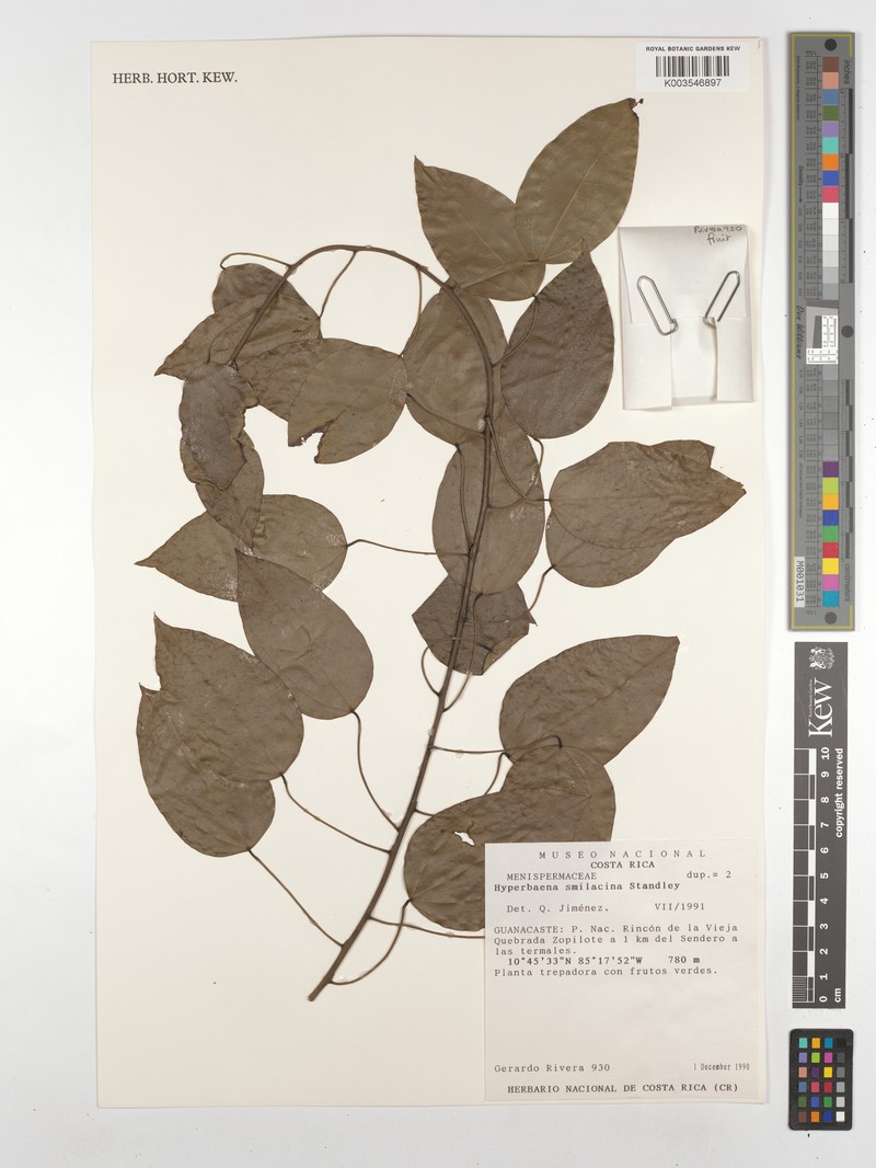 Hyperbaena smilacina photo 3