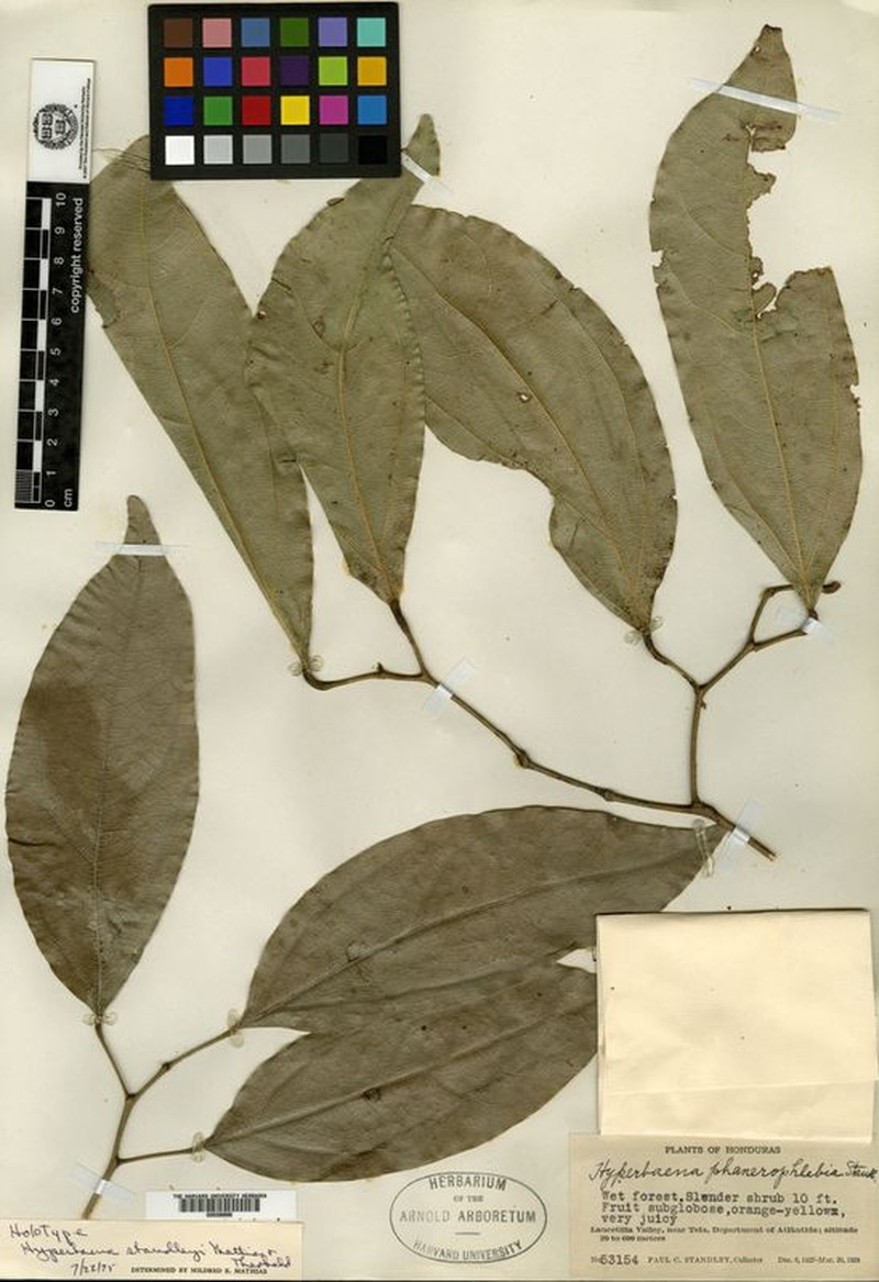 Hyperbaena standleyi