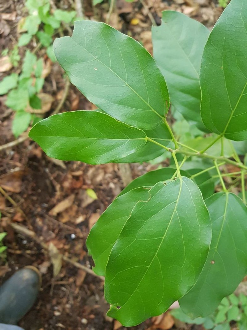 Hyperbaena tonduzii photo 2