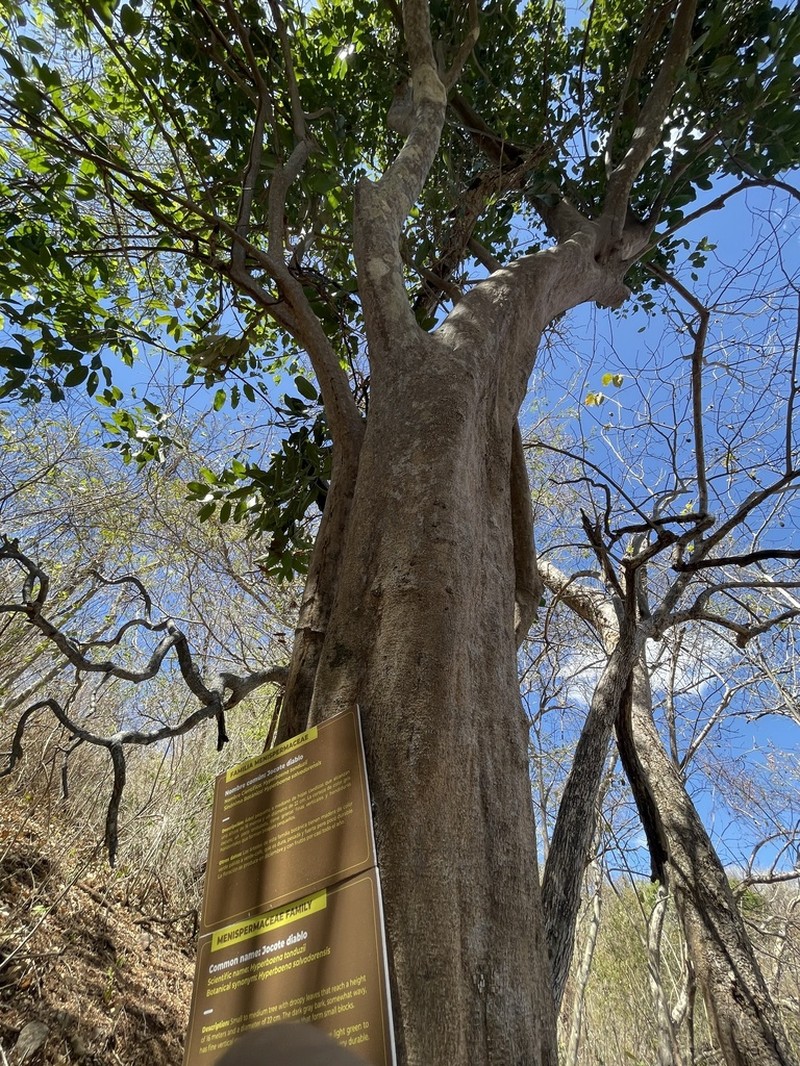 Hyperbaena tonduzii photo 3