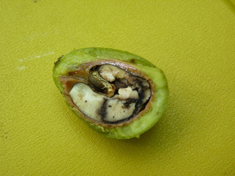 Hyperbaena tonduzii photo 4