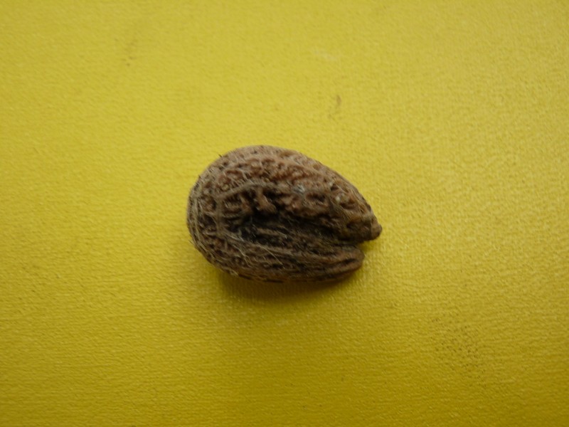 Hyperbaena tonduzii photo 5