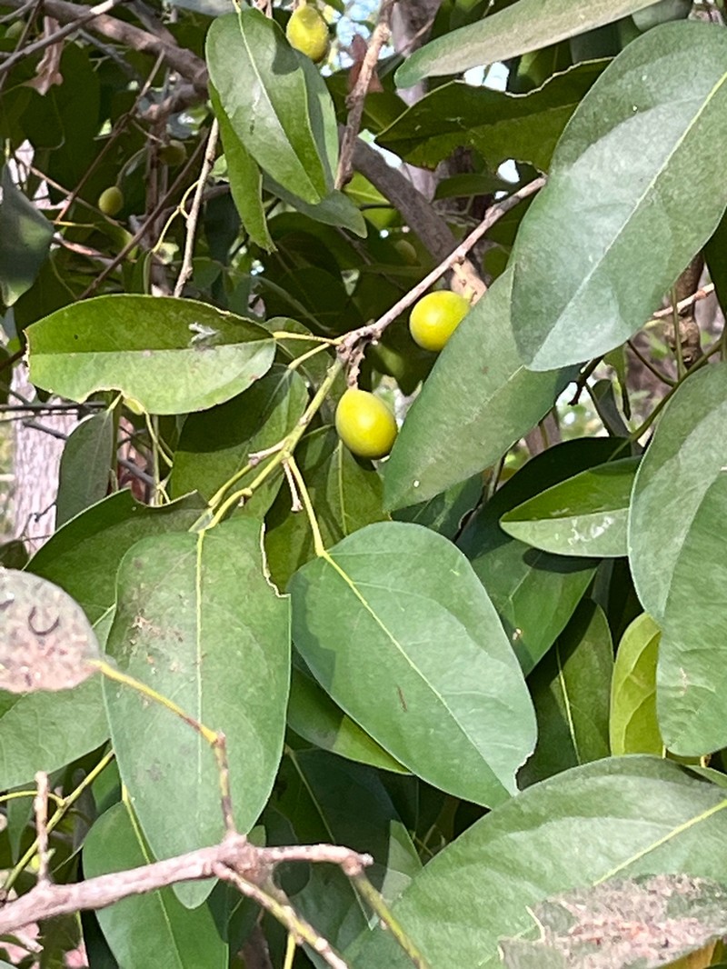 Hyperbaena tonduzii photo 7