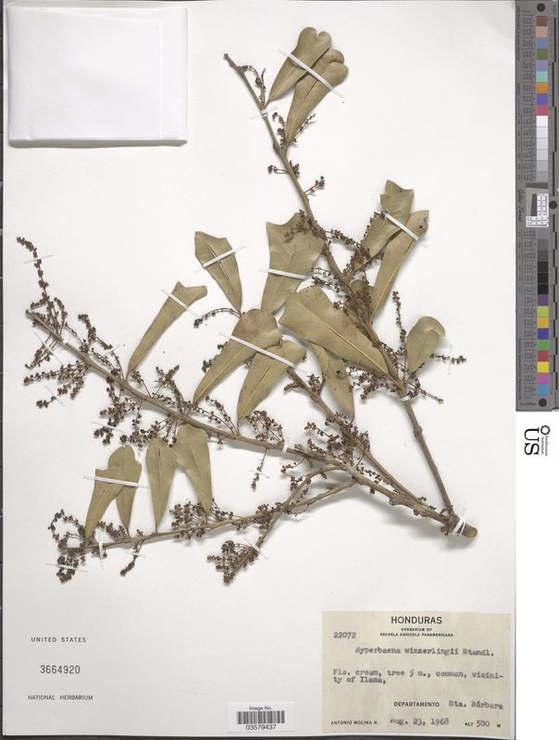 Hyperbaena winzerlingii