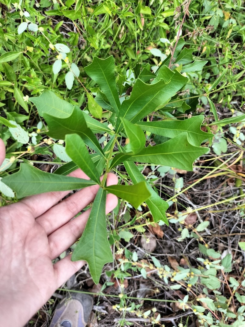Hyperbaena winzerlingii photo 3