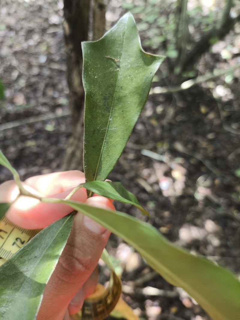 Hyperbaena winzerlingii photo 5