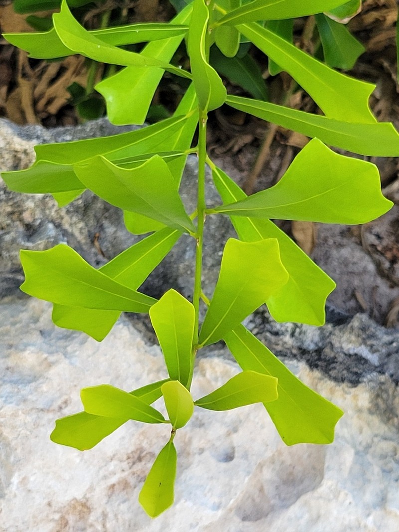 Hyperbaena winzerlingii photo 7