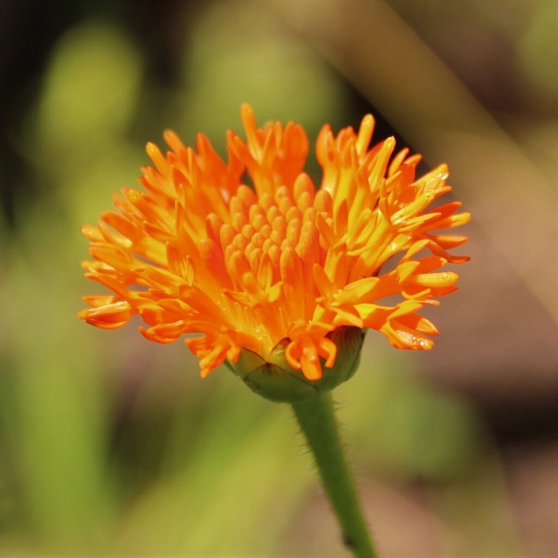 Hypericophyllum angolense
