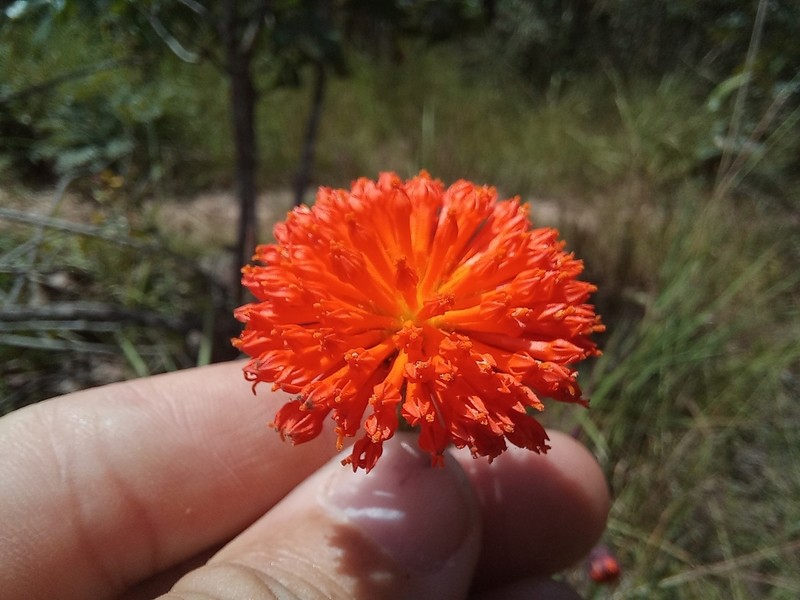 Hypericophyllum angolense photo 3