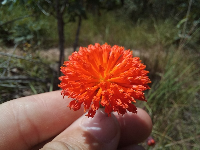 Hypericophyllum angolense photo 5