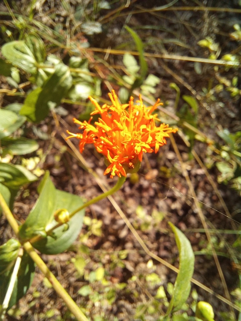 Hypericophyllum compositarum