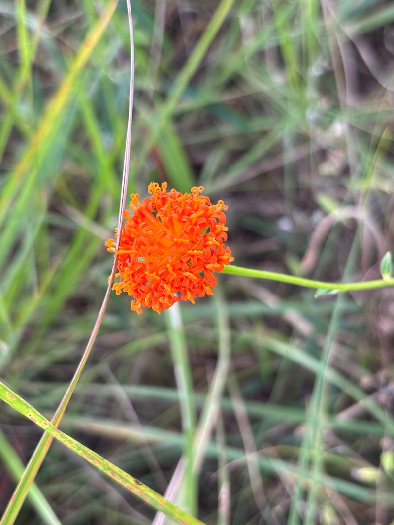 Hypericophyllum compositarum photo 2