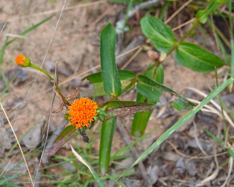 Hypericophyllum compositarum photo 3