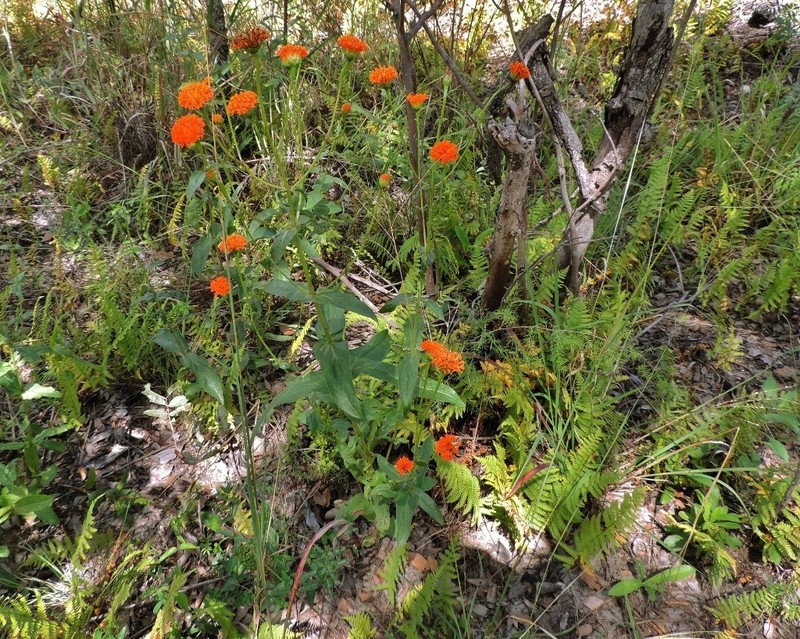 Hypericophyllum compositarum photo 4