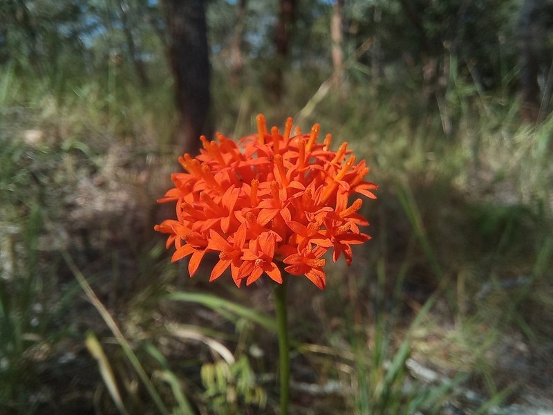 Hypericophyllum compositarum photo 5