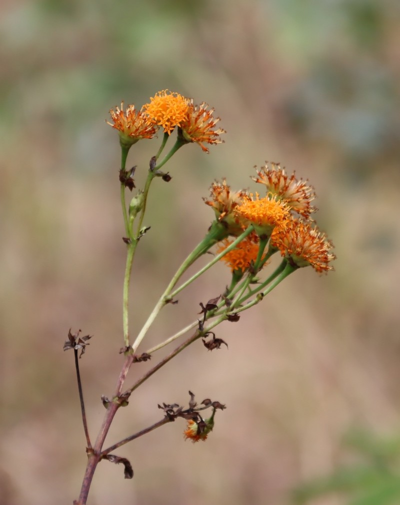Hypericophyllum compositarum photo 6