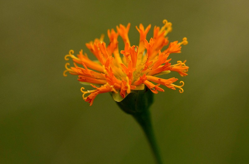 Hypericophyllum compositarum photo 7