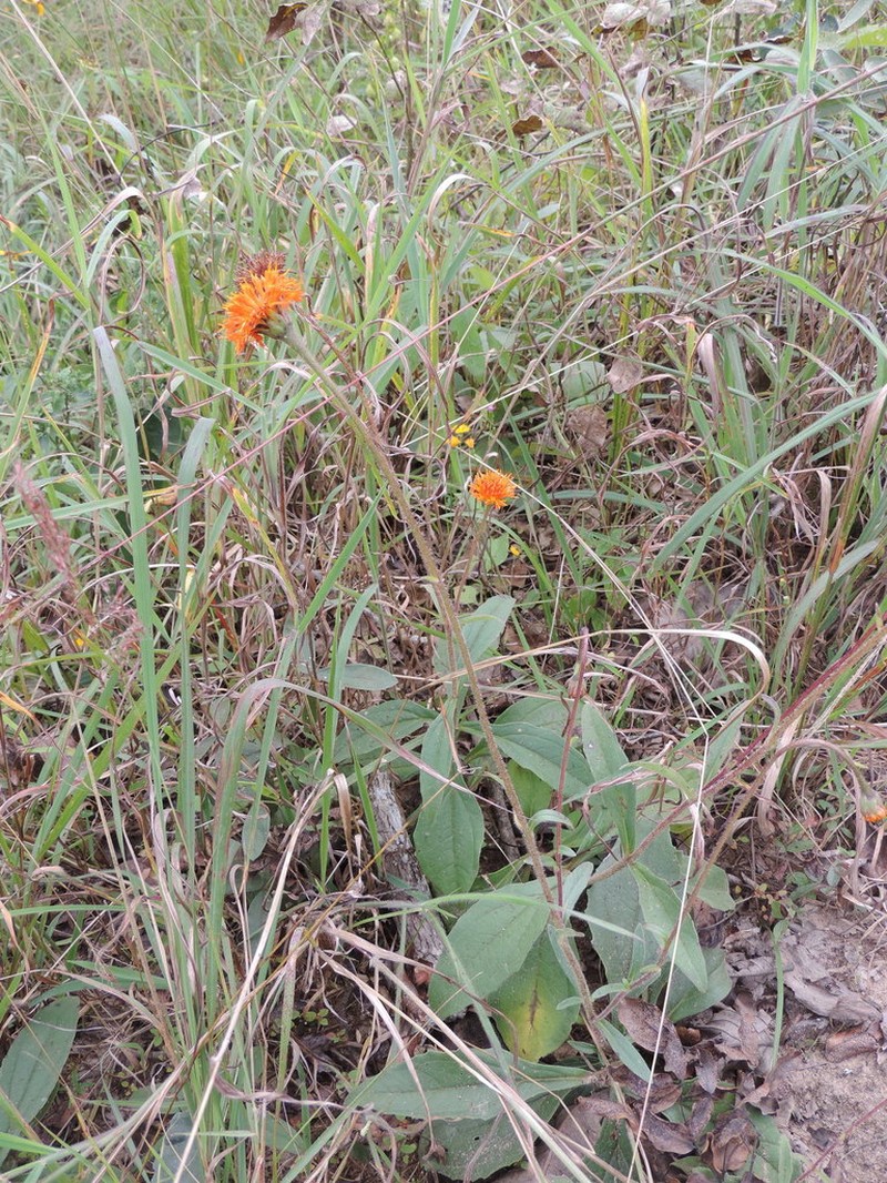 Hypericophyllum compositarum photo 8