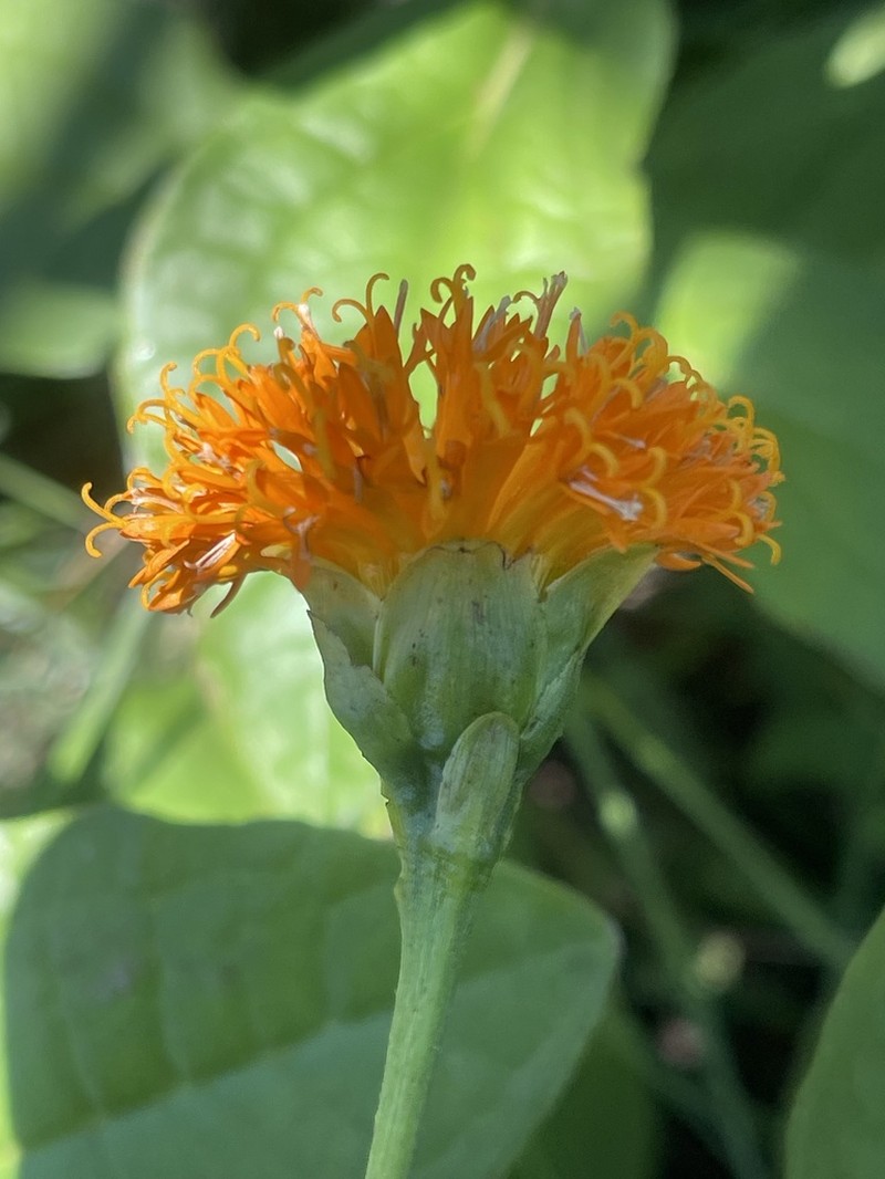Hypericophyllum elatum