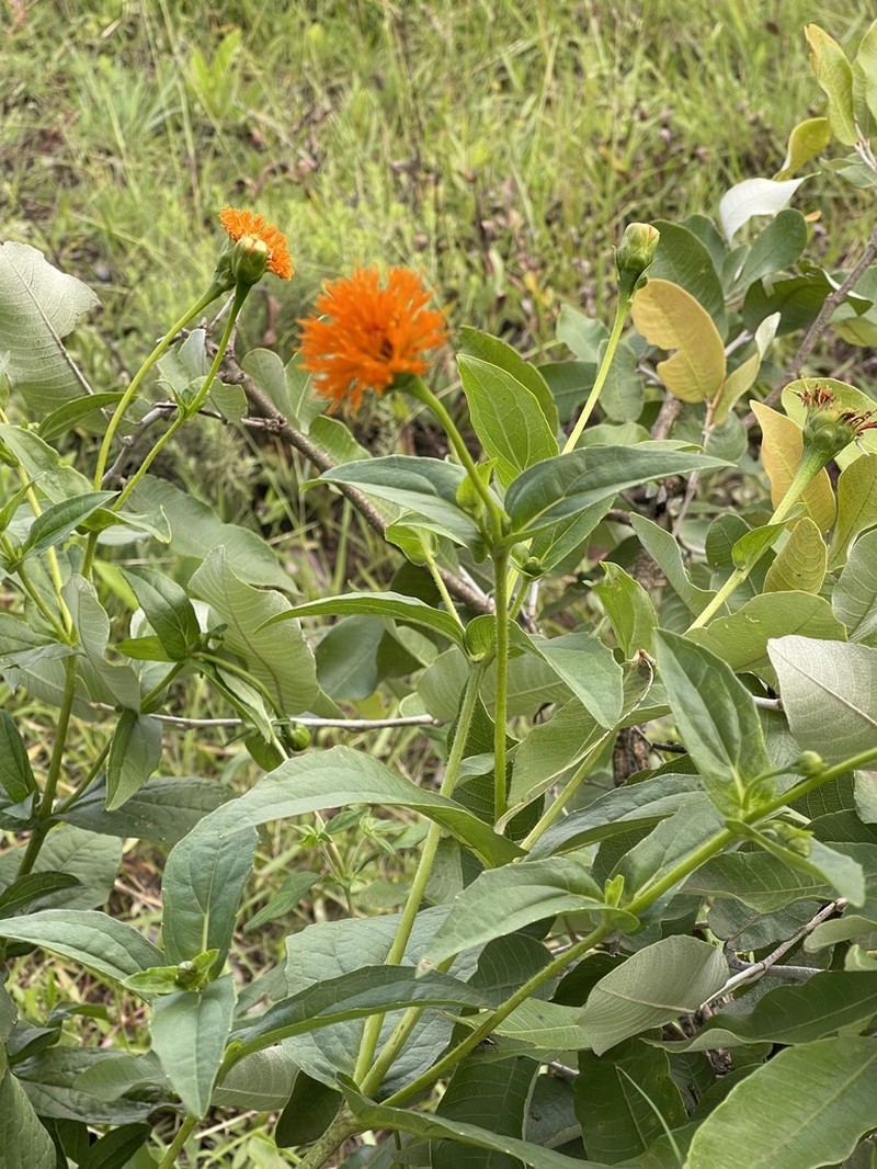 Hypericophyllum elatum photo 2