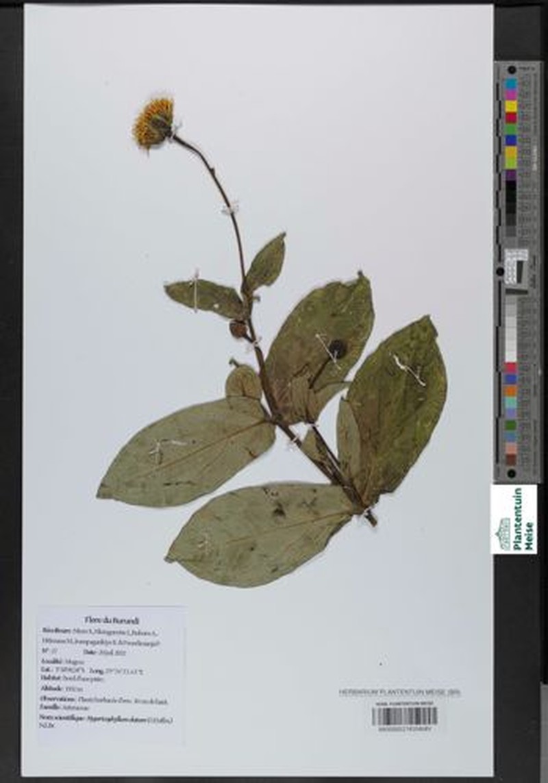 Hypericophyllum elatum photo 4