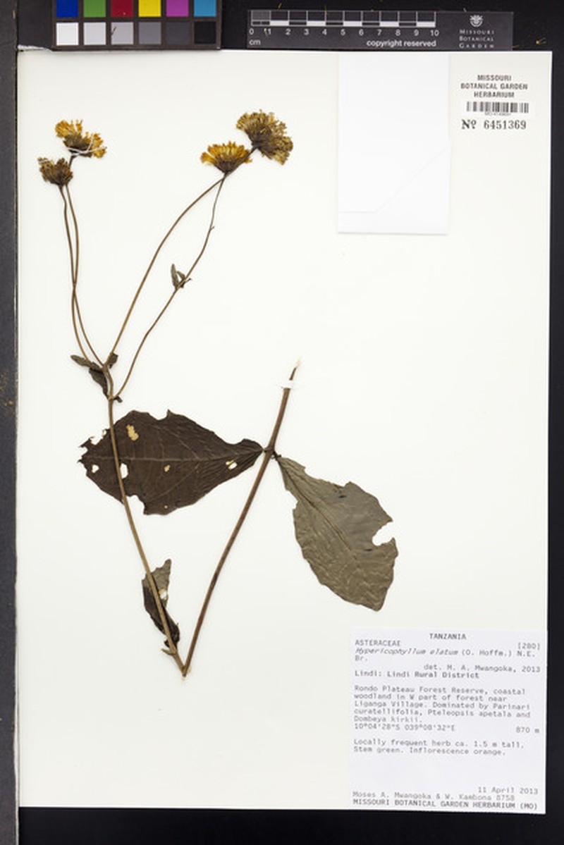 Hypericophyllum elatum photo 5
